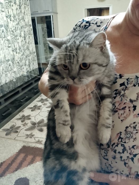 Продаю двух кошек.