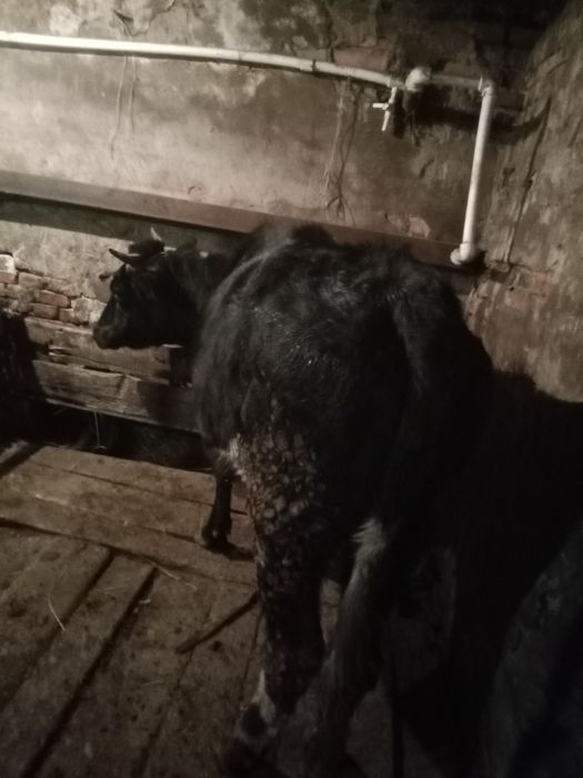 Продается мясо молочная телочка