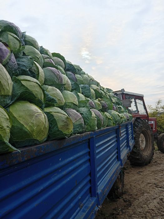 Răsad varză românească