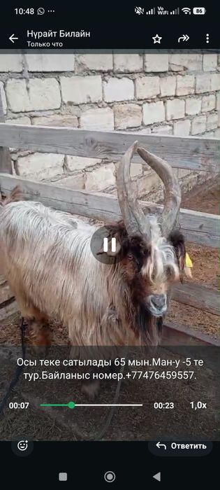 Теке сатылады.Мағыстау-5 те тұр.