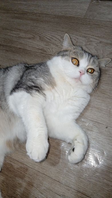 Отдам кошку скоттиш страйт