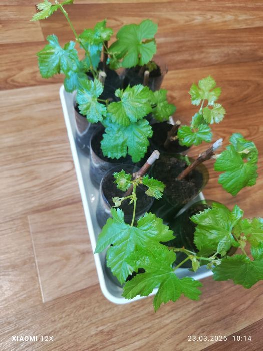 Саженцы винограда