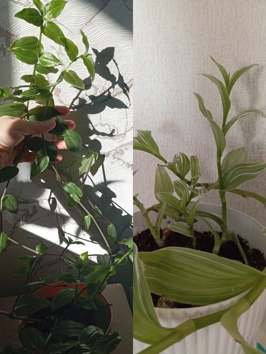 Ухоженные комнатные цветы