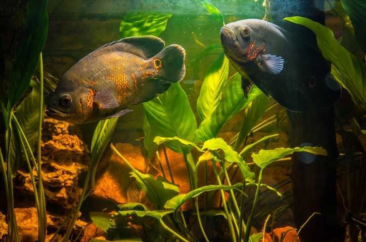 Аквариумная рыбка "Астронотус"