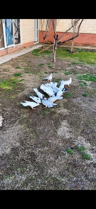 Голуби. Белые ширакохвостые