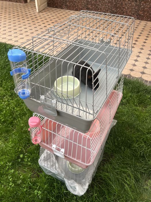 Quyon karlik dekorativ evro paroda