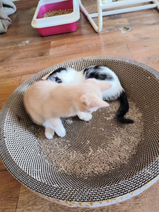 Ищем дом котятам