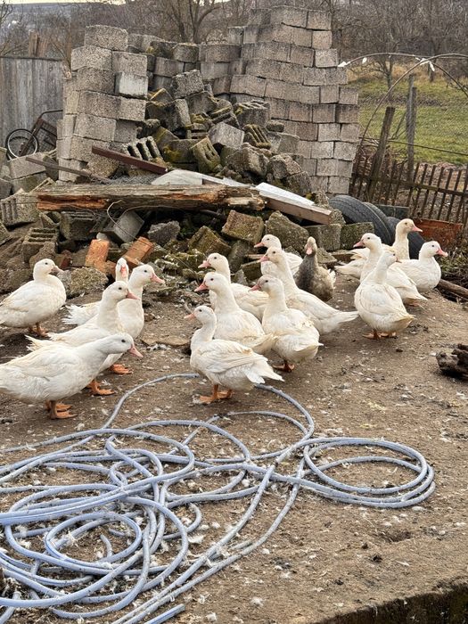 Rațe din rasa mulard