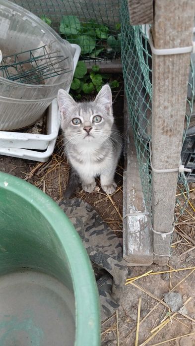 Отдам котята в хорошие руки