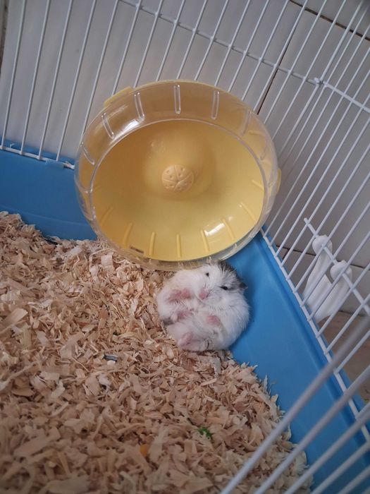 Hamsteri pitici asiatici