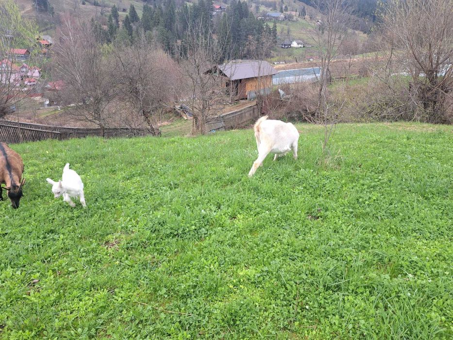 Vand un țap și o capra Saanen