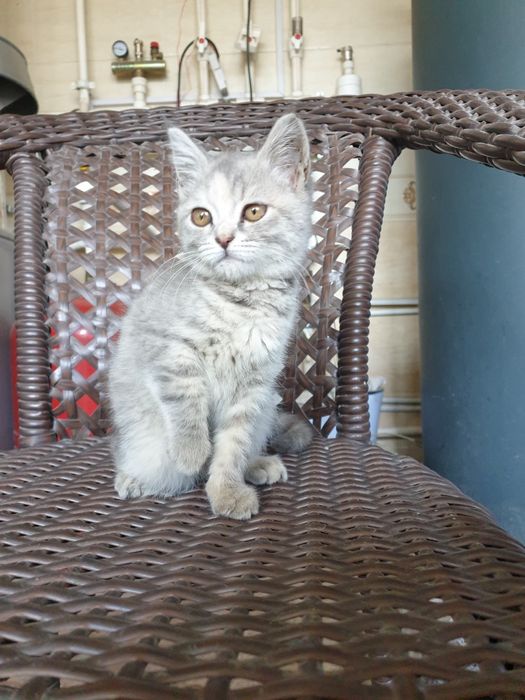 Продаётся кошка 100$