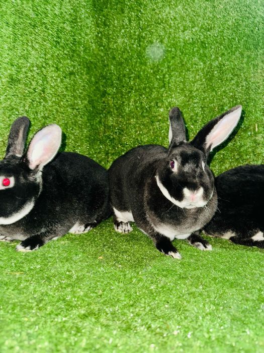 Кролик рекс разных окрасов