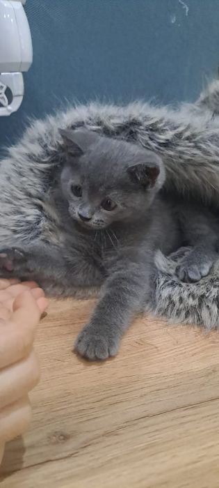 Красавчик британец