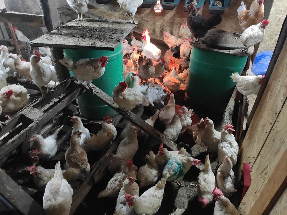 Продам кур молодок