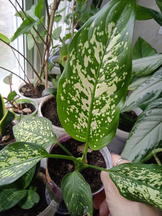 Цветочки,цена 500тенге