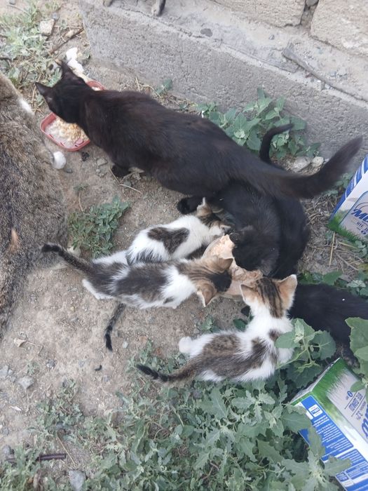 Кошки котенки мысыктар
