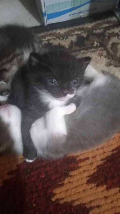 Уй мушуги.Онаси турецкий Ван зотидан.Хадия киламан