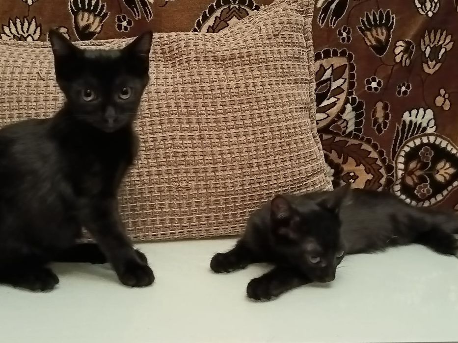 Отдам бесплатно котят