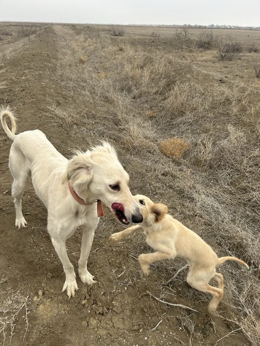 құмай тазы арлан.