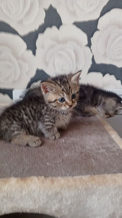 Продаётся МИНИ МИНИ Котёнок МАНЧКИН!