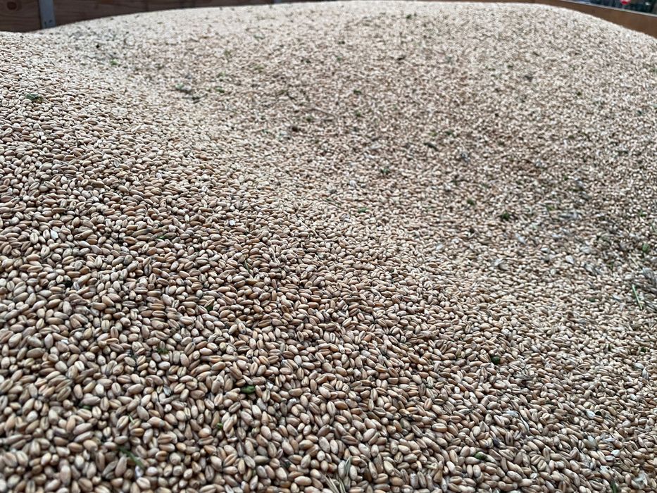 Vând ovăz și triticala