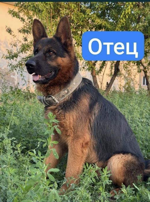 Продам Длинношерстного Немейкого овчарка