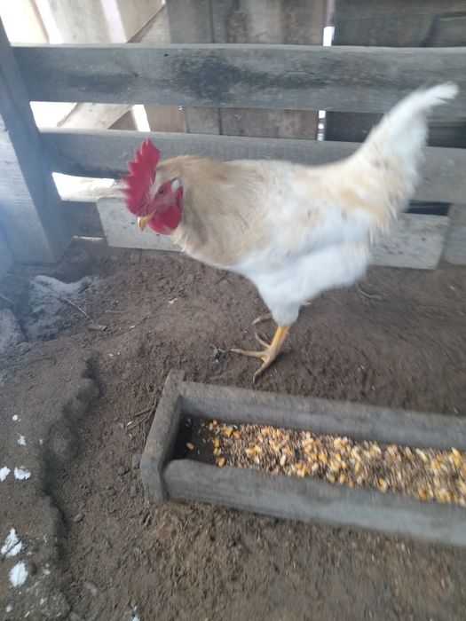 Петухи ломан браун