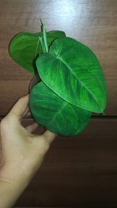 сингониум Холодное сердце