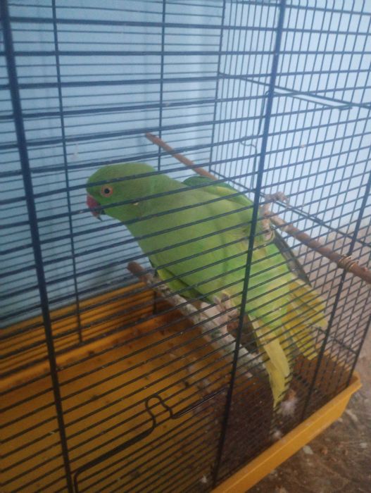 Vand Micul Alexander