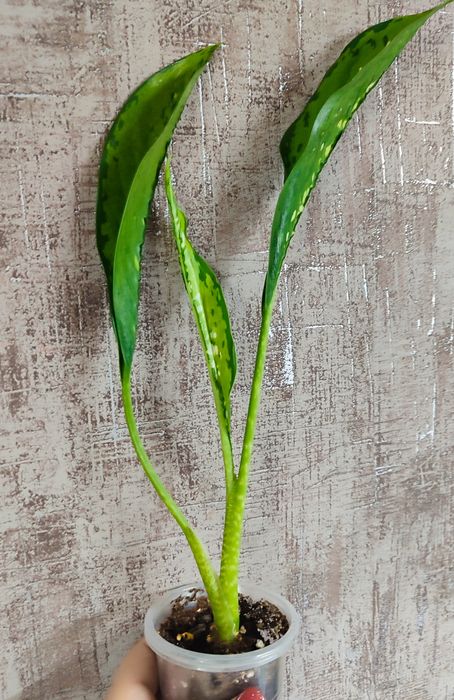 Dieffenbachia Crocodile