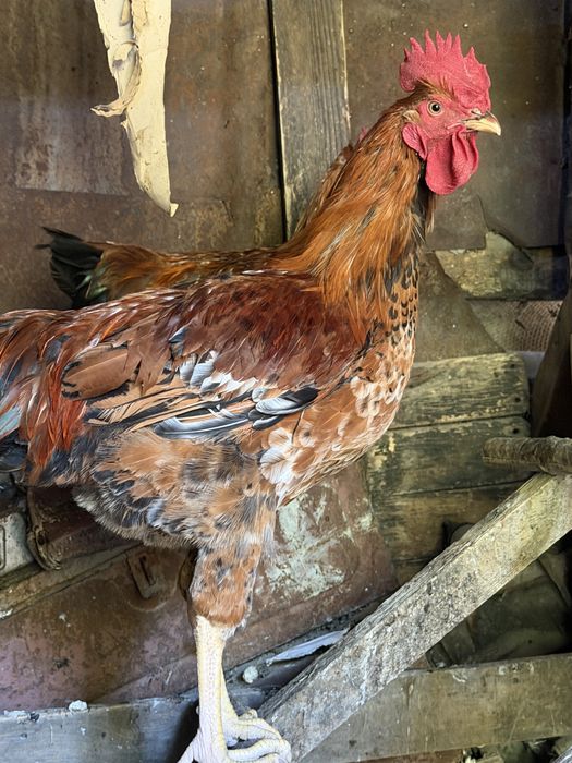 Продам Петухов Кучинский