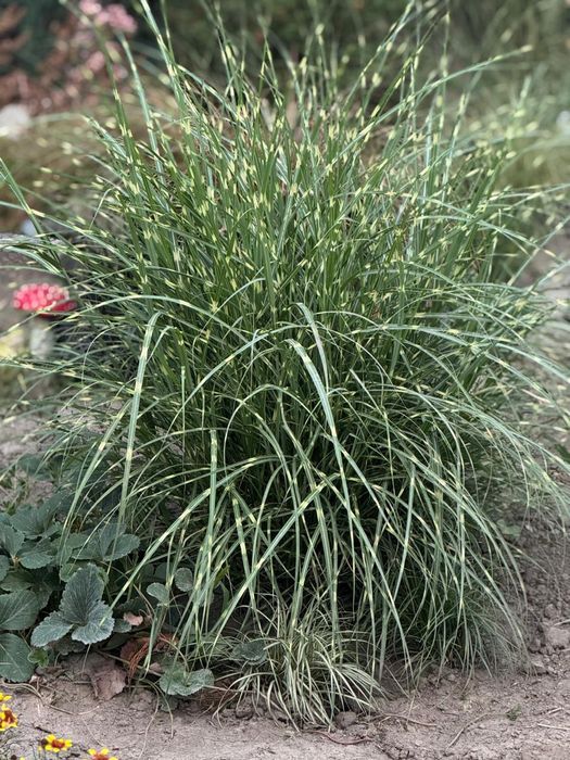 Продам злаки для сада