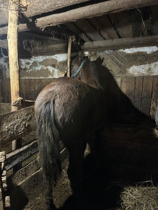 Vand manz de 11 luni