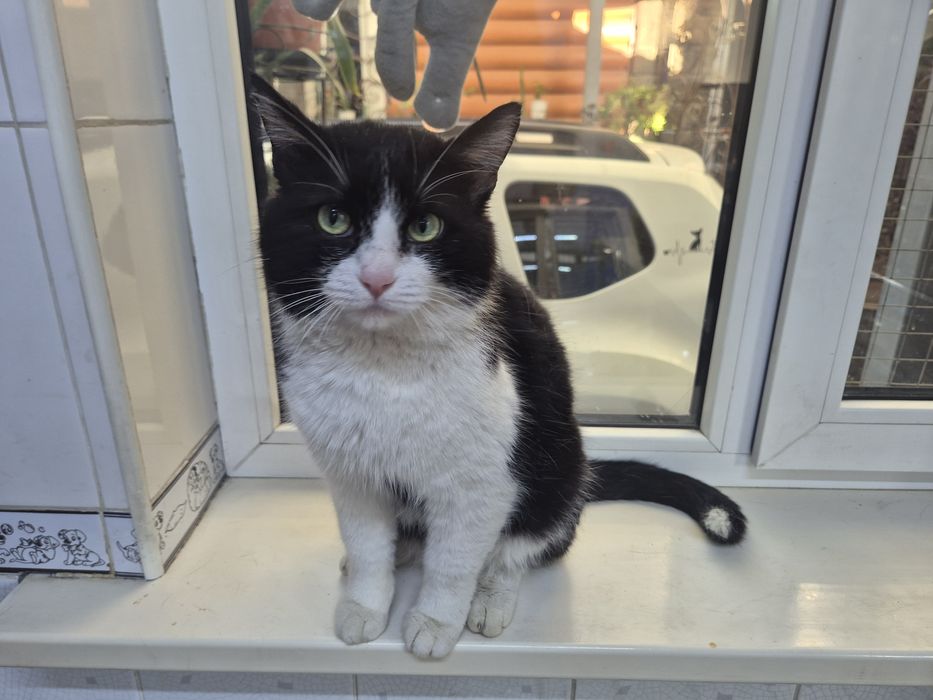 Большой  болтливый ласковый кот ищет дом!