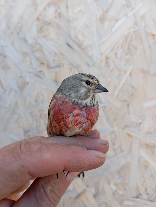 Продам выдержанную птицу