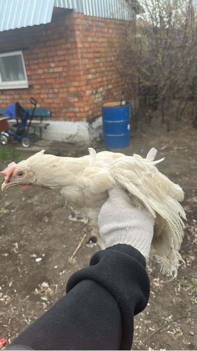 Куры Коралл Ник! Продам курей