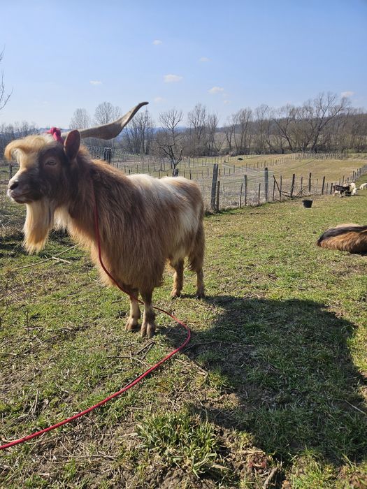 Vand țap de 2 ani jumatate