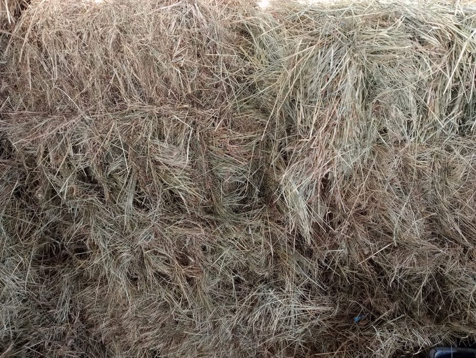 Baloti de fan de vanzare