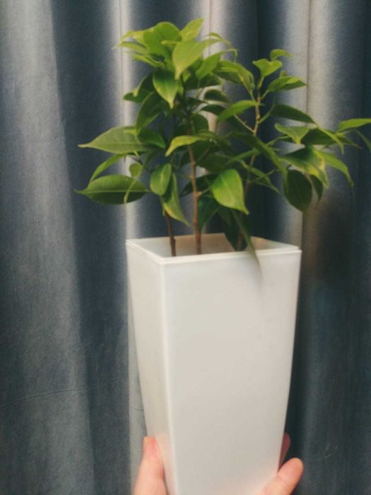 Фикус Али, Шривериана, Бенджамина