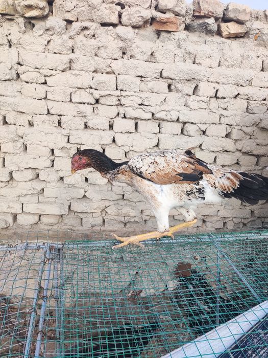 Корея микс турк. Ноябрда чиккан.