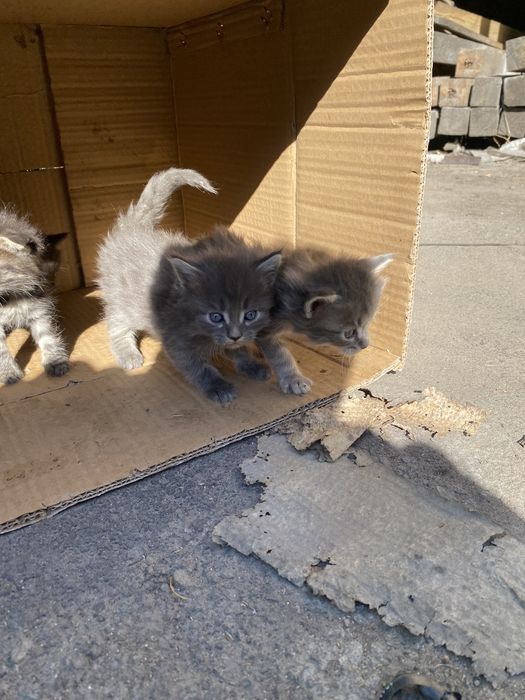 Отдам котят в добрые руки