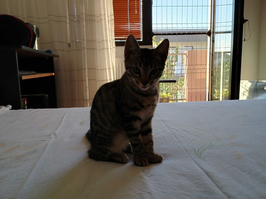 Dau pentru adoptie pui pisica tigrata