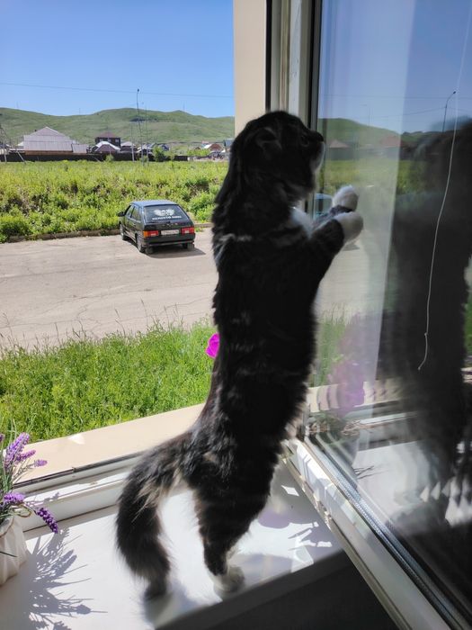Продам котёнка вислоухий
