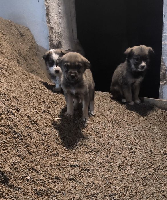 Отдам щенят в хорошие руки