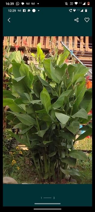 Vând bulbi/ rizomi de canna indica!
