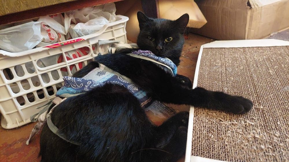 Кошка ищет семью и дом