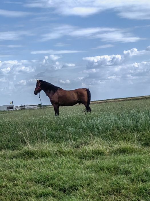 De vanzare cal de lucru pt casa