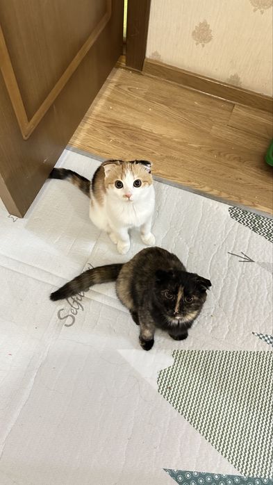 Отдам даром 2х котят, девочки