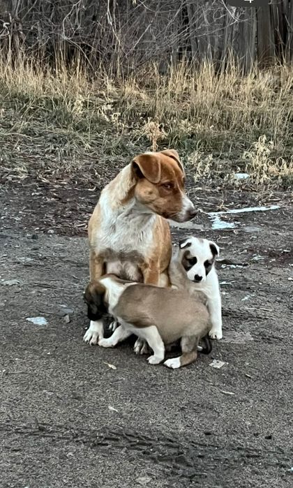Щенки в добрые руки